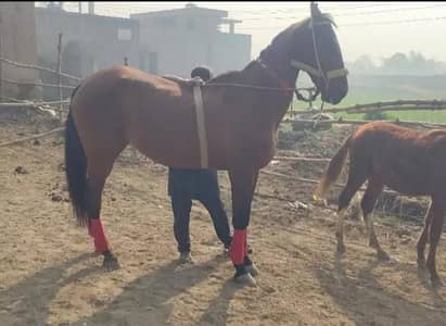 female horse excellent breed