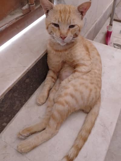 ye Billi hamari paltu Billi hy agar Kisi ko bhi chaiye ho to le Gai