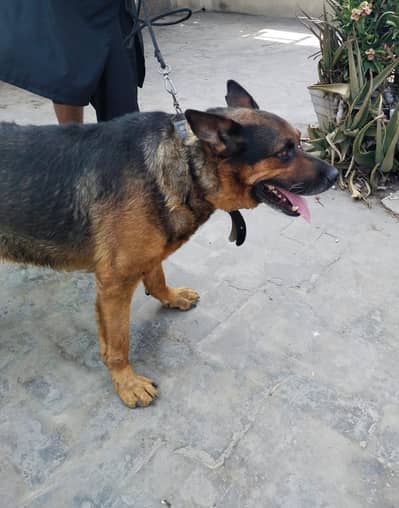 Guard Dog for Sale – Rottweiler & German Shepherd Cross