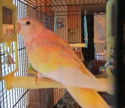 Bourke parrot pair