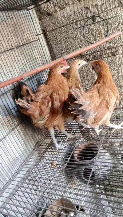 4 chuzay for sale