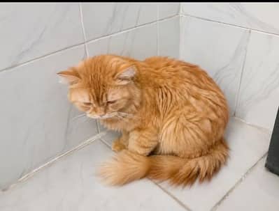 Beautiful Long Hair Persian Cat for Sale