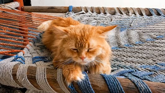 Persian kitten/ Tripple coated kitten/  long hair persian kitten