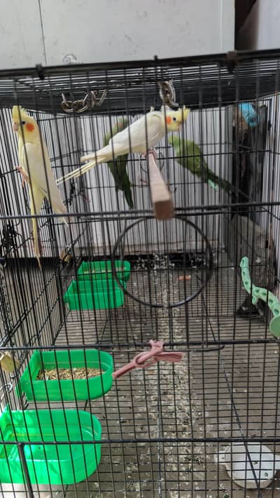 cockatiel breeding pair