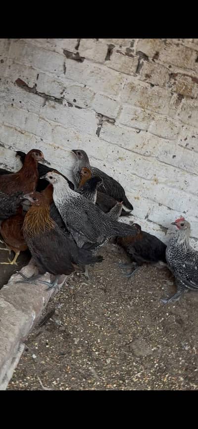 Totally  14 piece 2 murgh 12 murghia