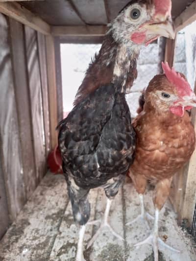 LOVE bird breeder pair & " Fisher "