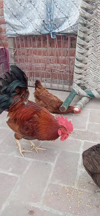 golden misri murgay for sale