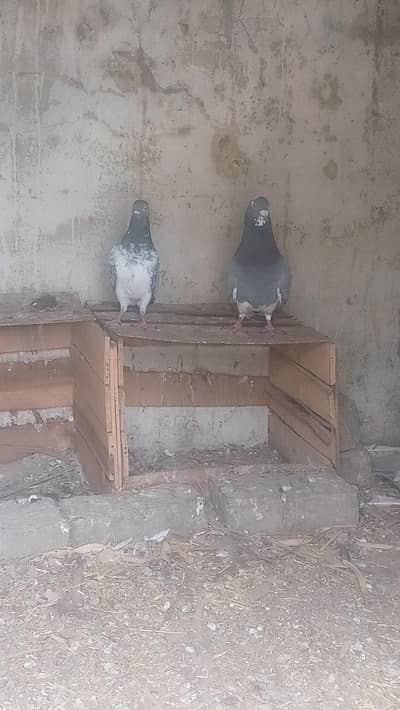 کبوتر