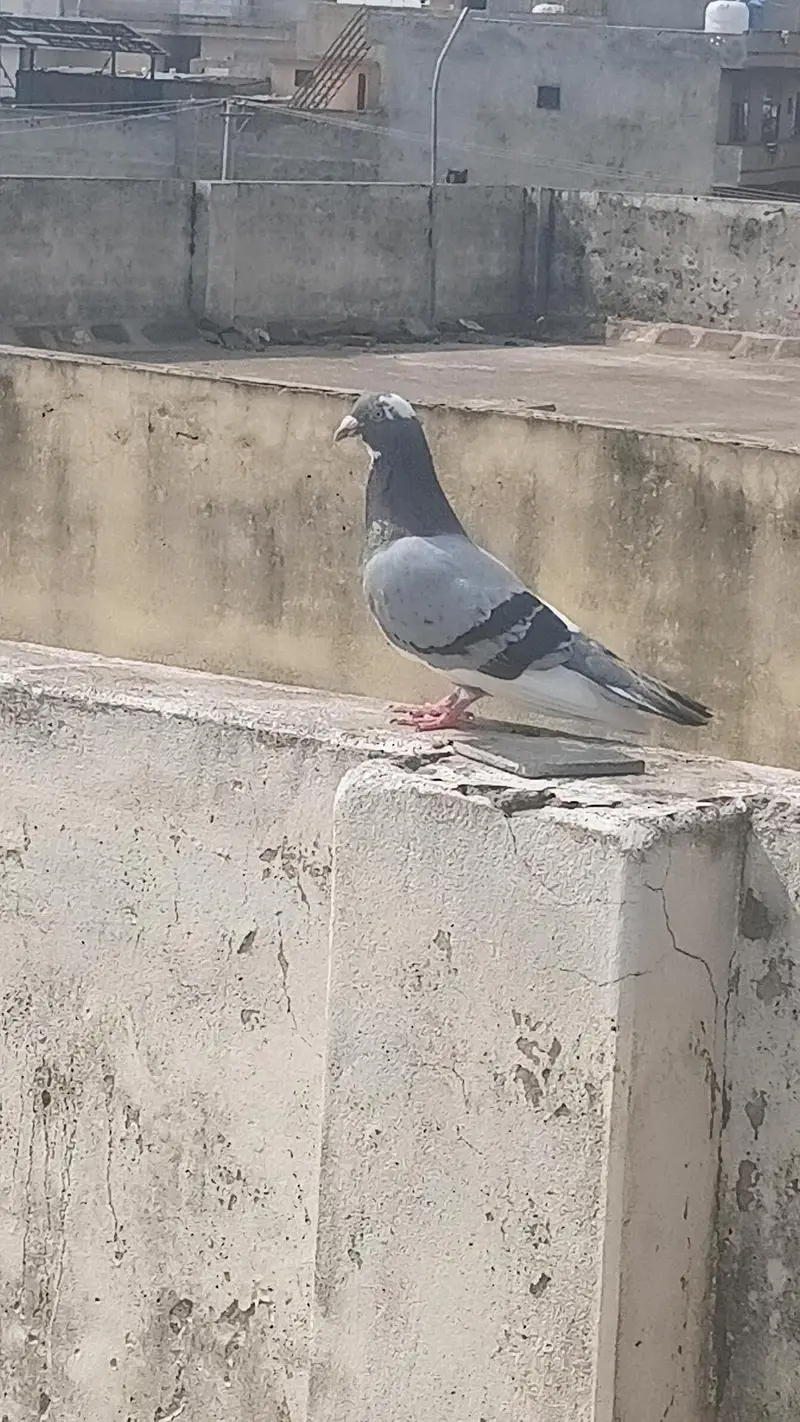 کبوتر — photo 2