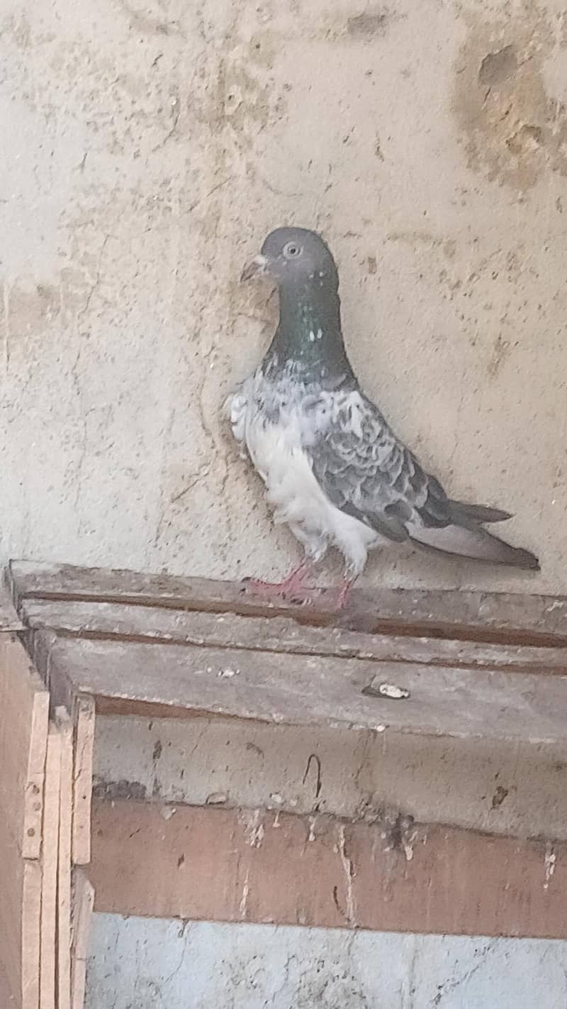 کبوتر 2
