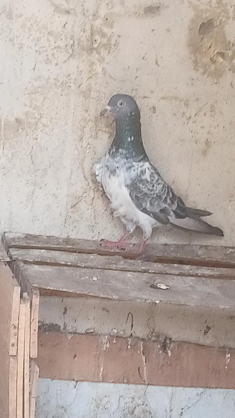 کبوتر — photo 3