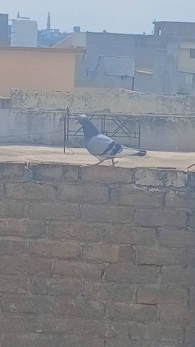 کبوتر 3