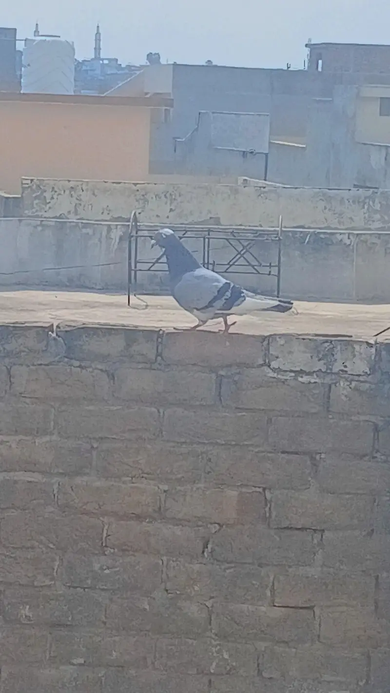 کبوتر — photo 4