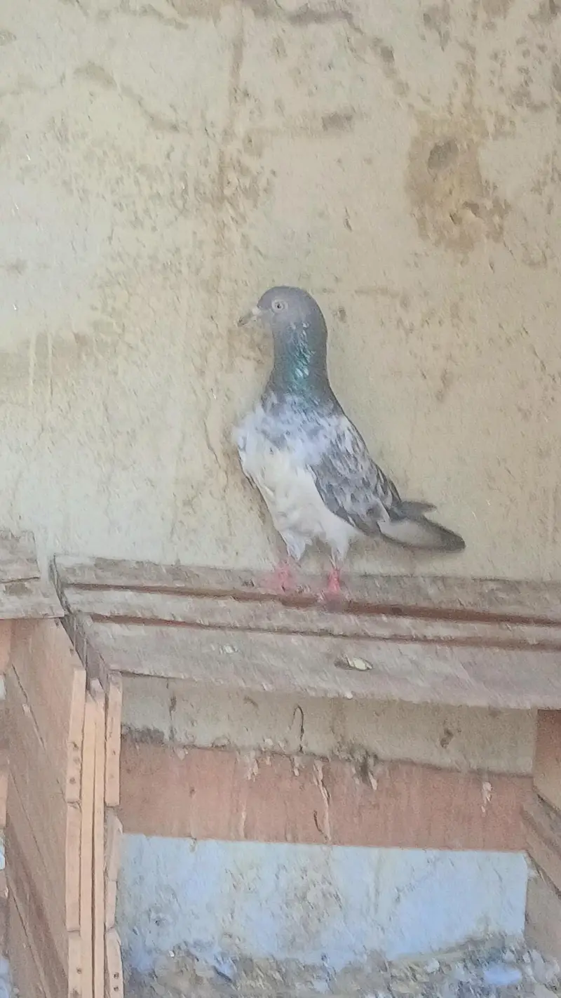 کبوتر — photo 5