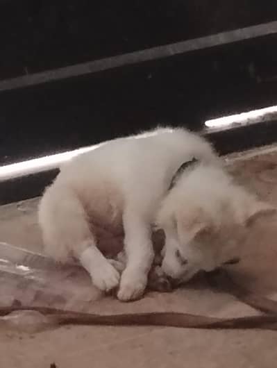 russian dog only 10,000