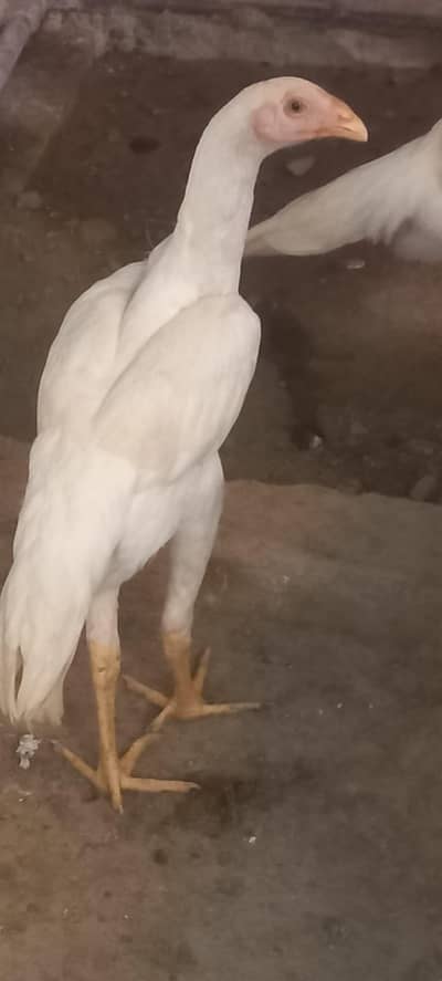 German King Size Shamo chicks