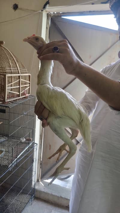 Pure white Aseel heera 6 months old male chicks for sale blue eyes