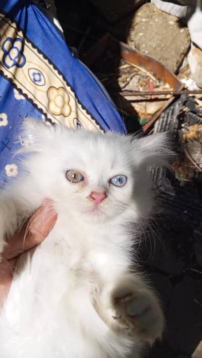 persion kitten  odd eyes  blue golden eyes
