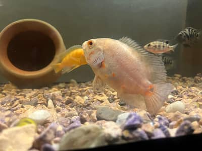 albino oscar