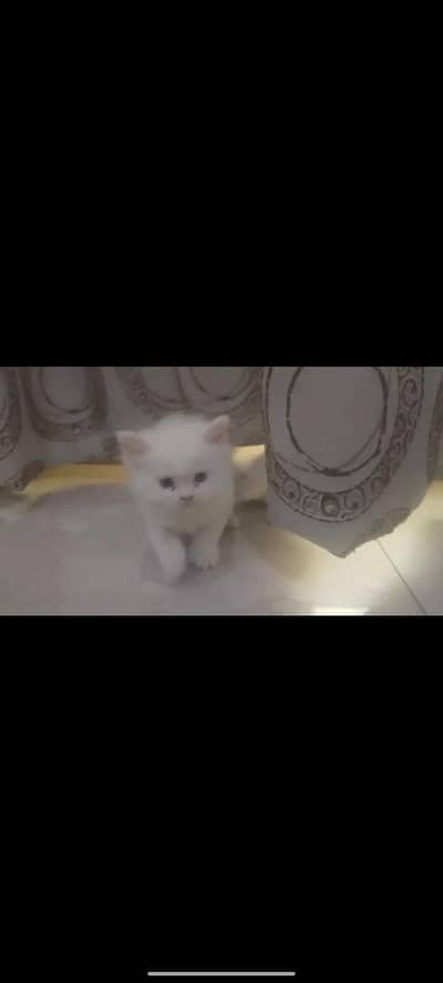 persin cat triple coated