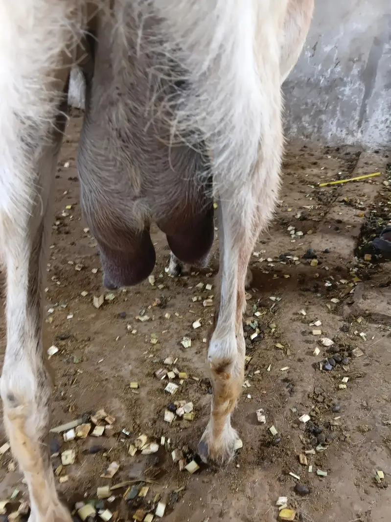 Desi 0326 4327019 Bakri Hiran face — photo 2