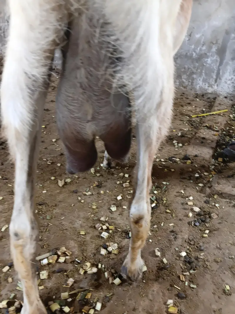 Desi 0326 4327019 Bakri Hiran face — photo 3