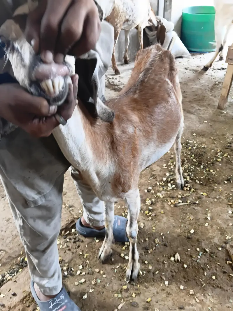 Desi 0326 4327019 Bakri Hiran face — photo 4