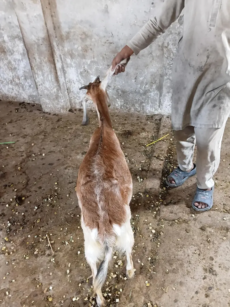Desi 0326 4327019 Bakri Hiran face — photo 5