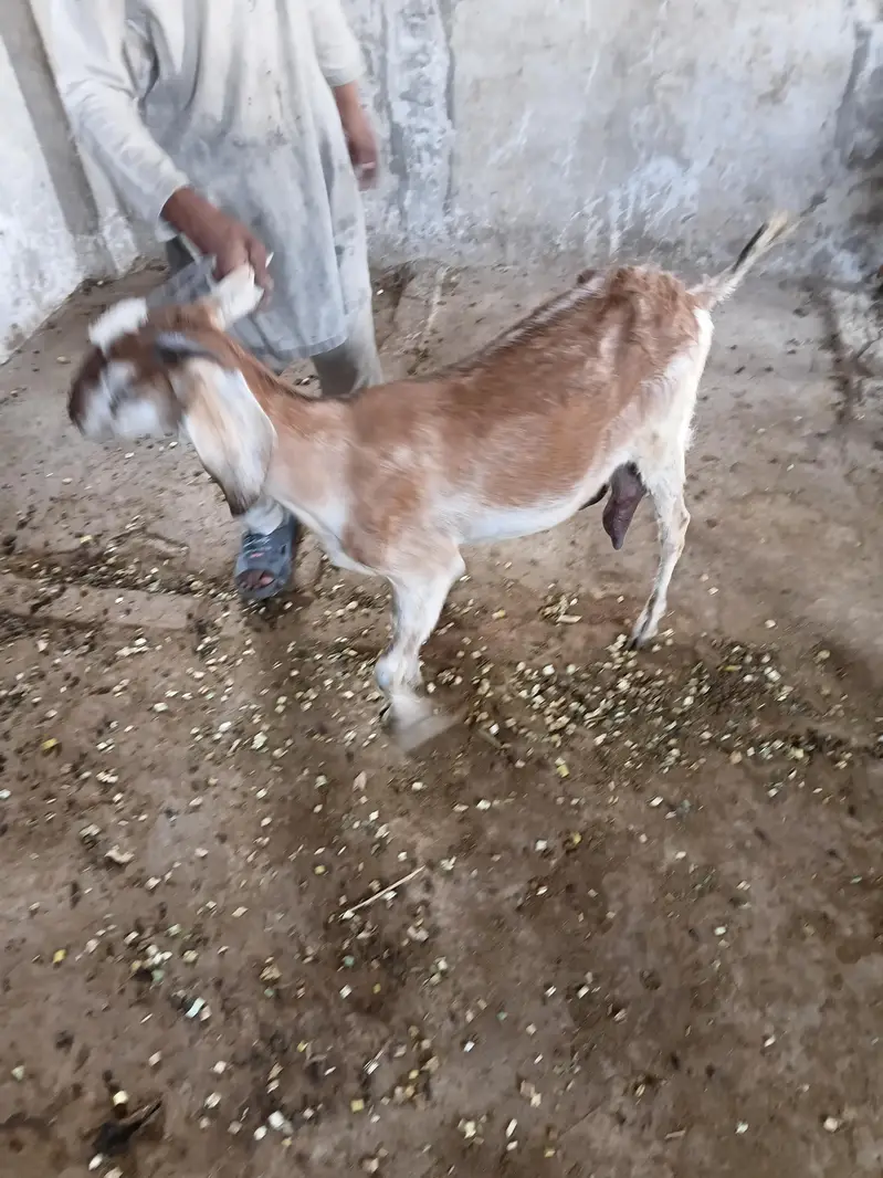 Desi 0326 4327019 Bakri Hiran face — photo 6