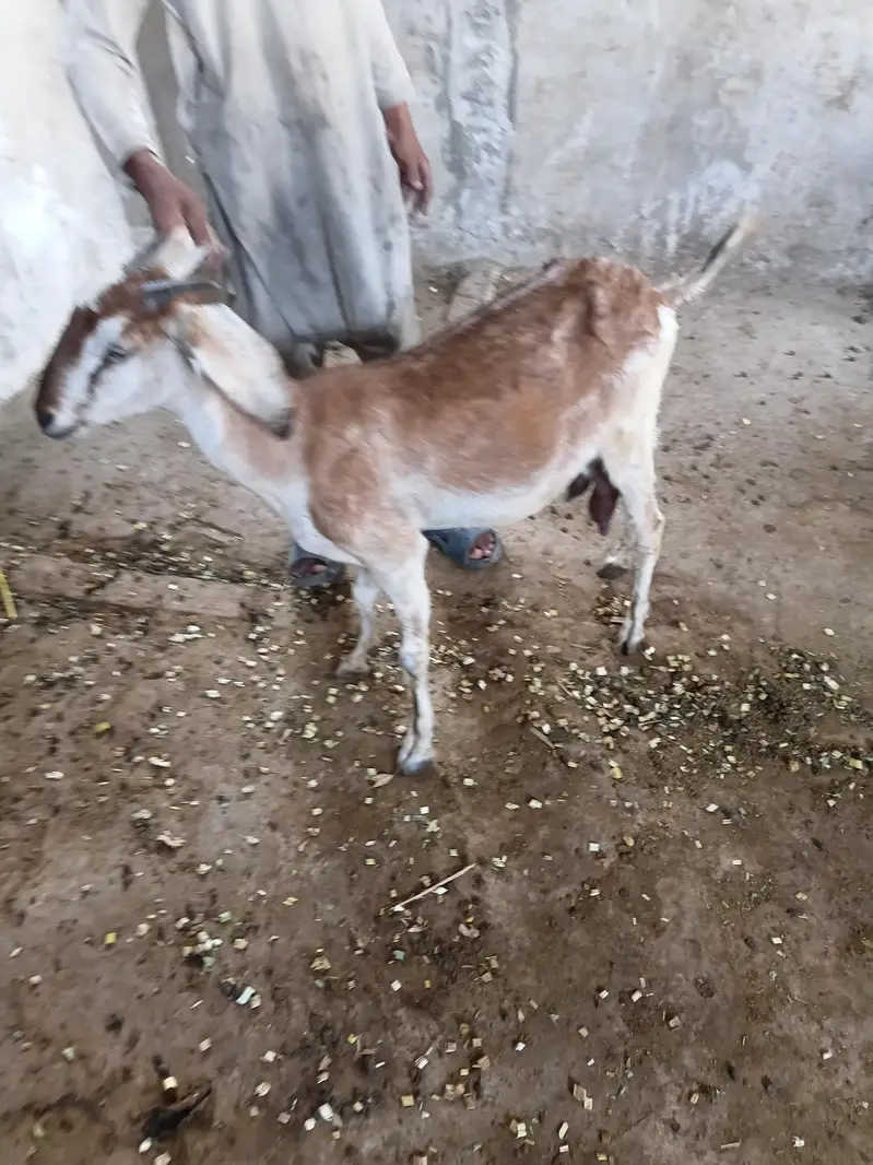 Desi 0326 4327019 Bakri Hiran face — photo 7