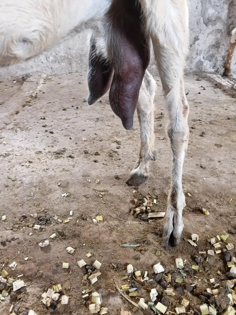 Desi 0326 4327019 Bakri Hiran face — photo 8