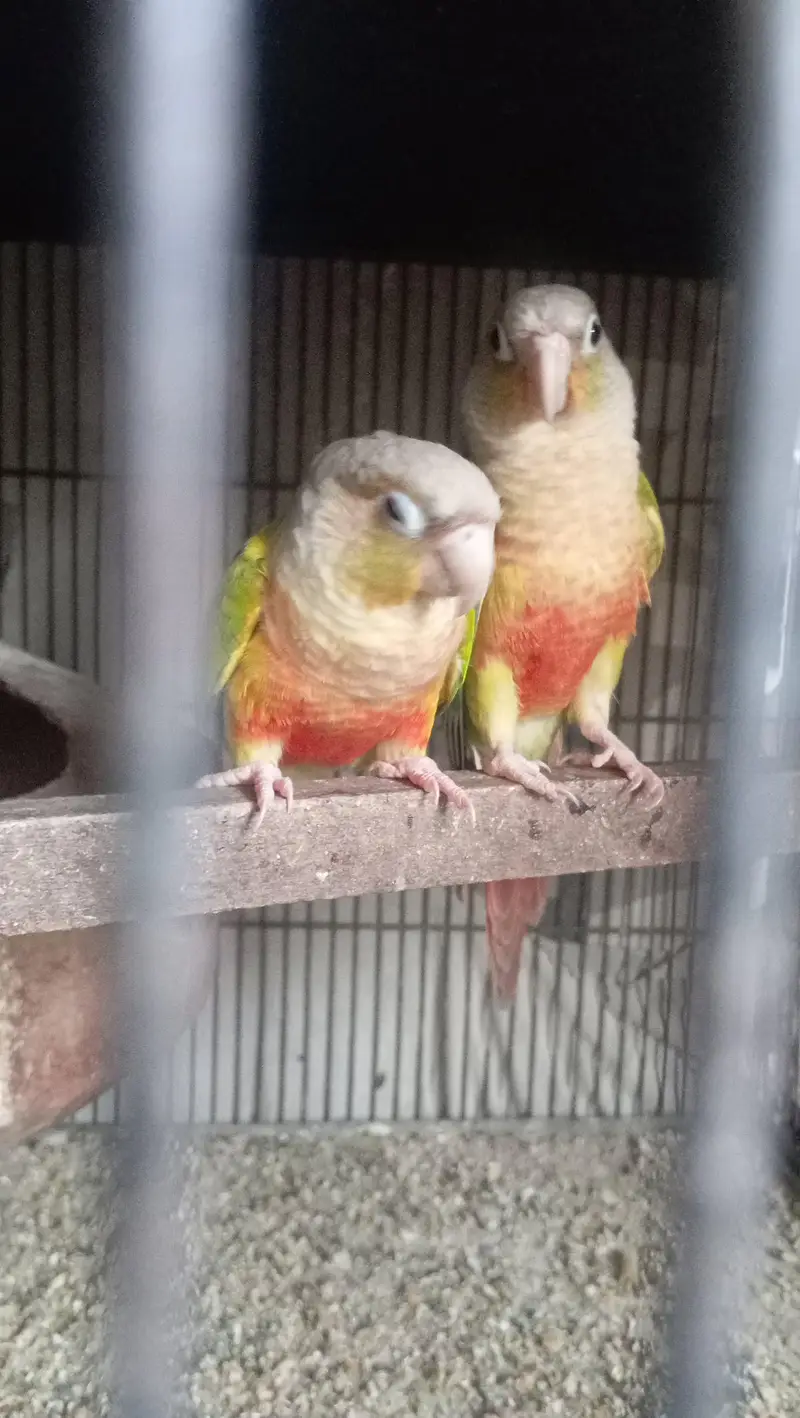 pinapple conure — photo 2