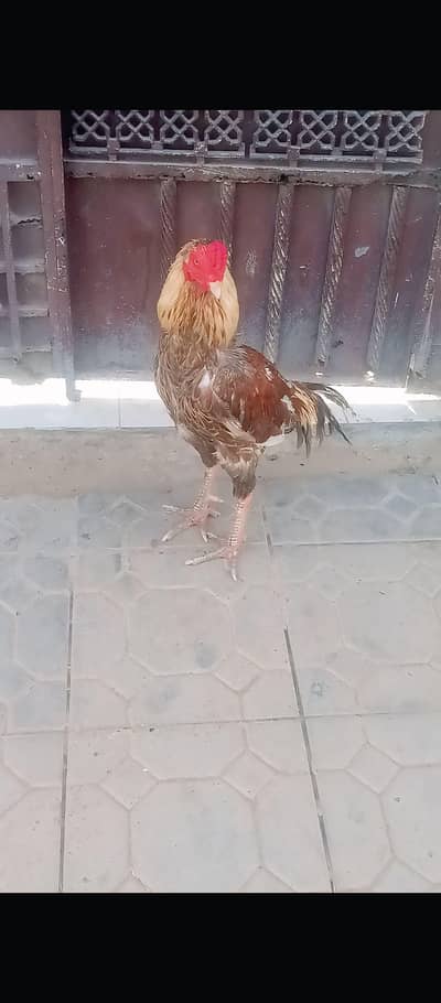 mianwali wali asel patha