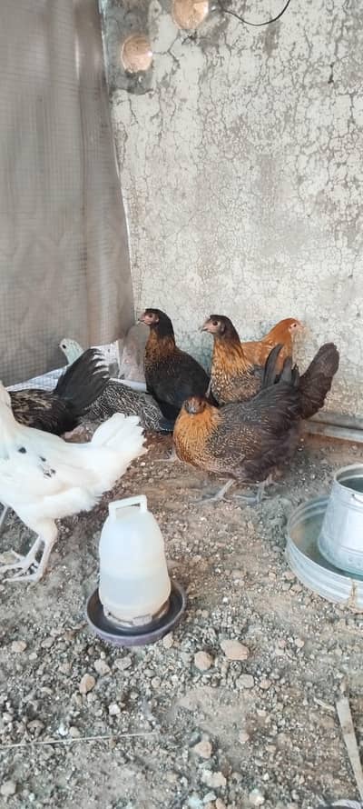 Misri hens