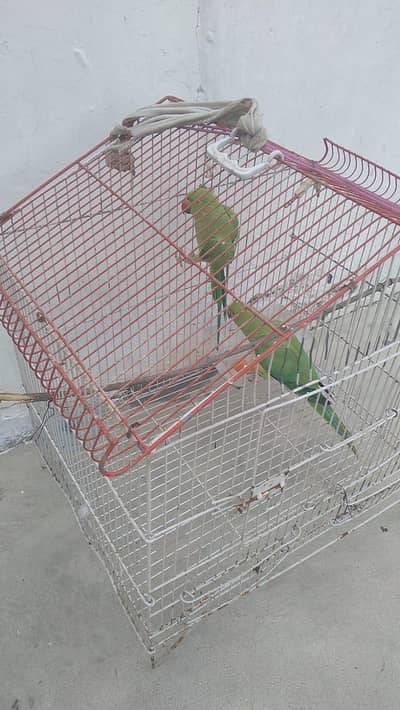 Bridar pair For sale