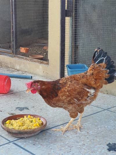 Desi hen murgi golden