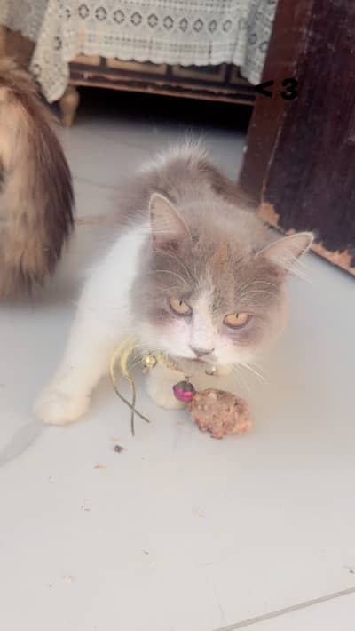 Persian Cat