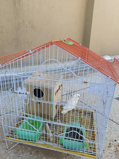 love bird with pinjra