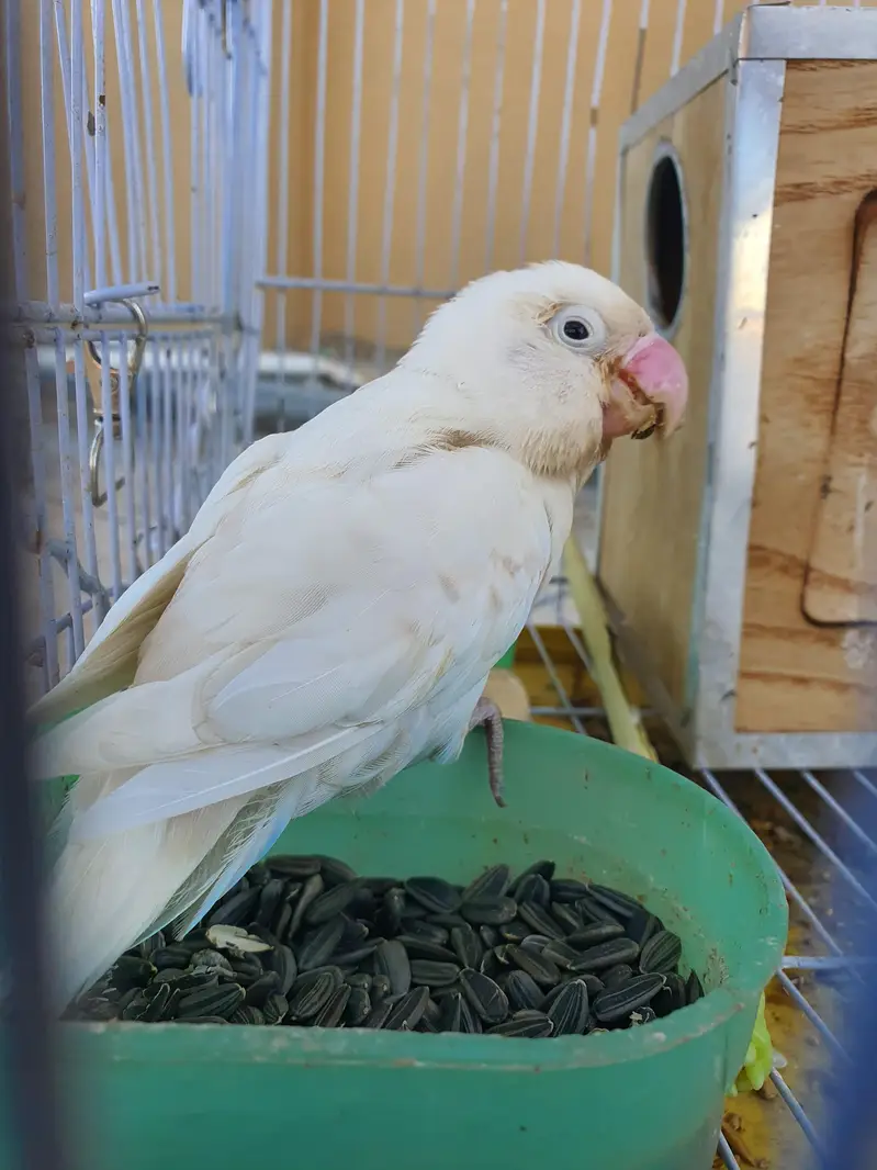 love bird with pinjra and breeding box — photo 2