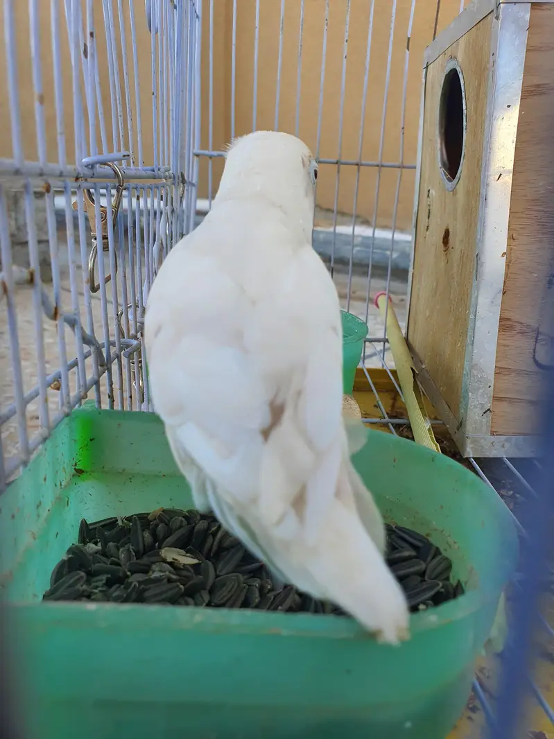 love bird with pinjra and breeding box — photo 3