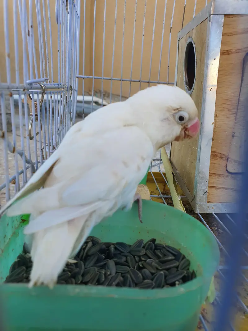 love bird with pinjra and breeding box — photo 4