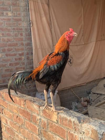 Turkish Hint Patha For Sale