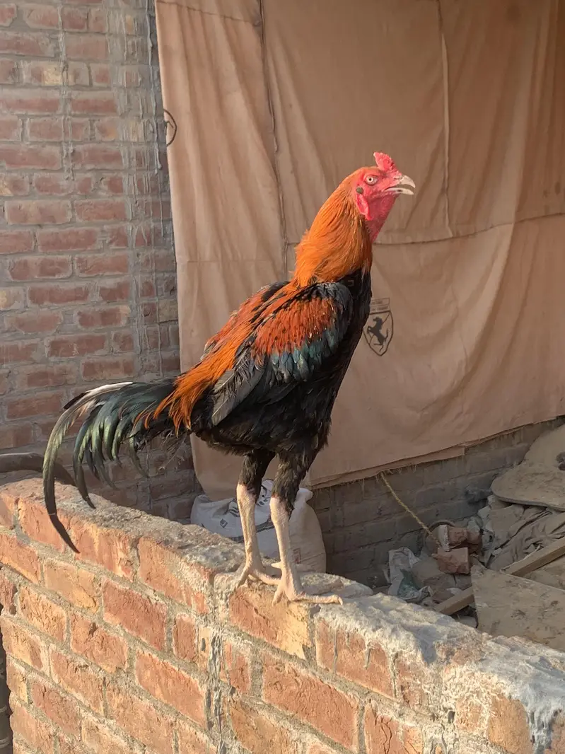 Turkish Hint Patha For Sale
