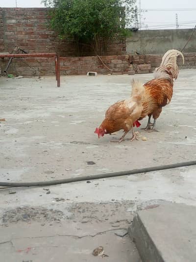 GOLDEN BUFF PAIR
