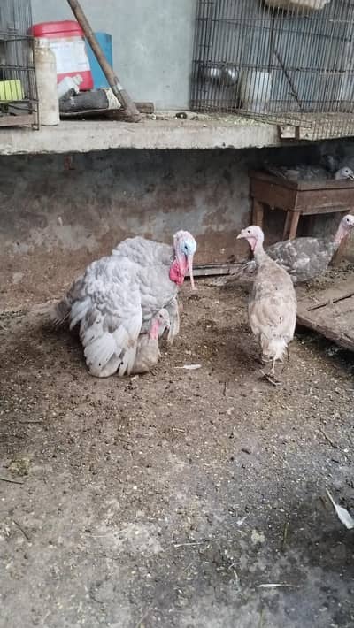 Turkey breader set