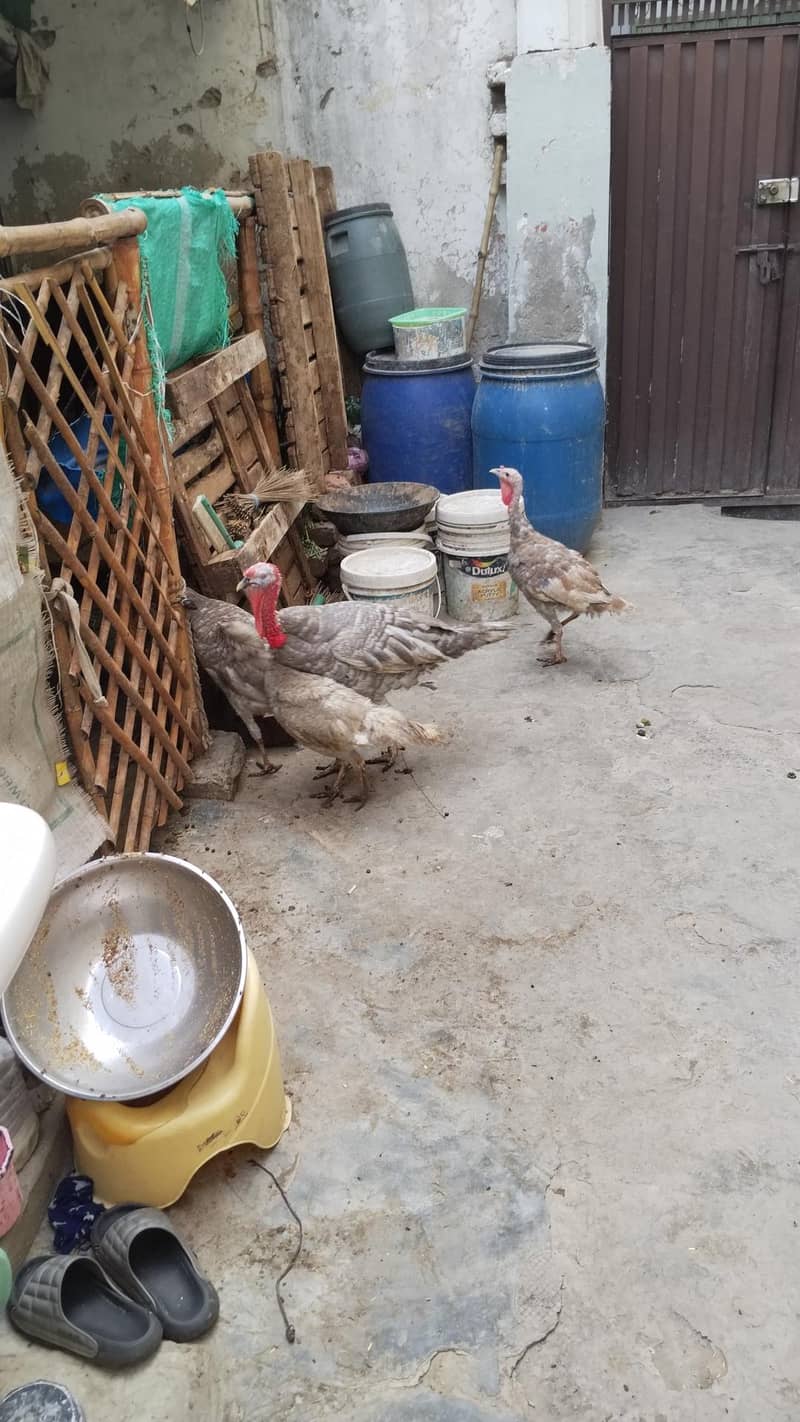 Turkey breader set 2