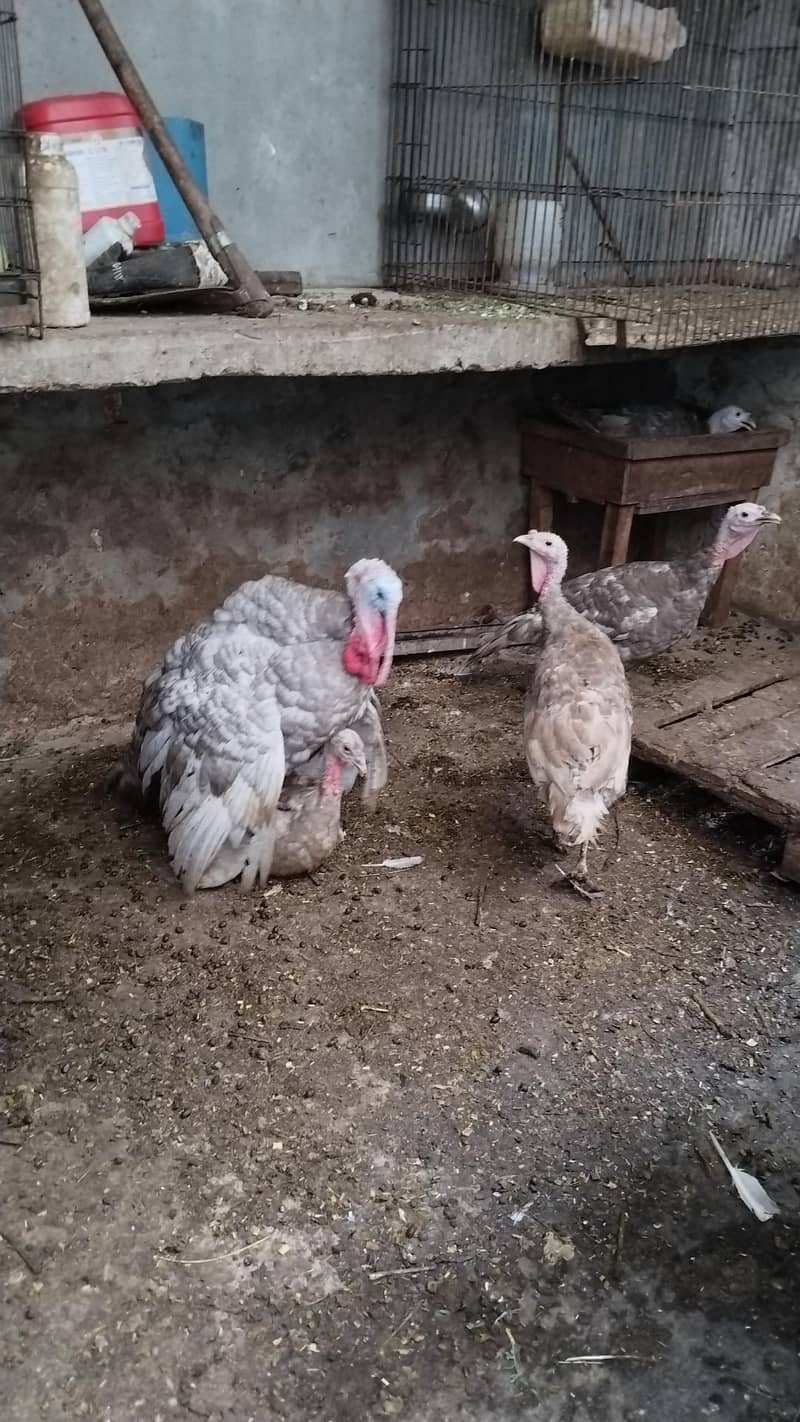Turkey breader set 3