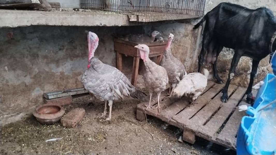 Turkey breader set 4