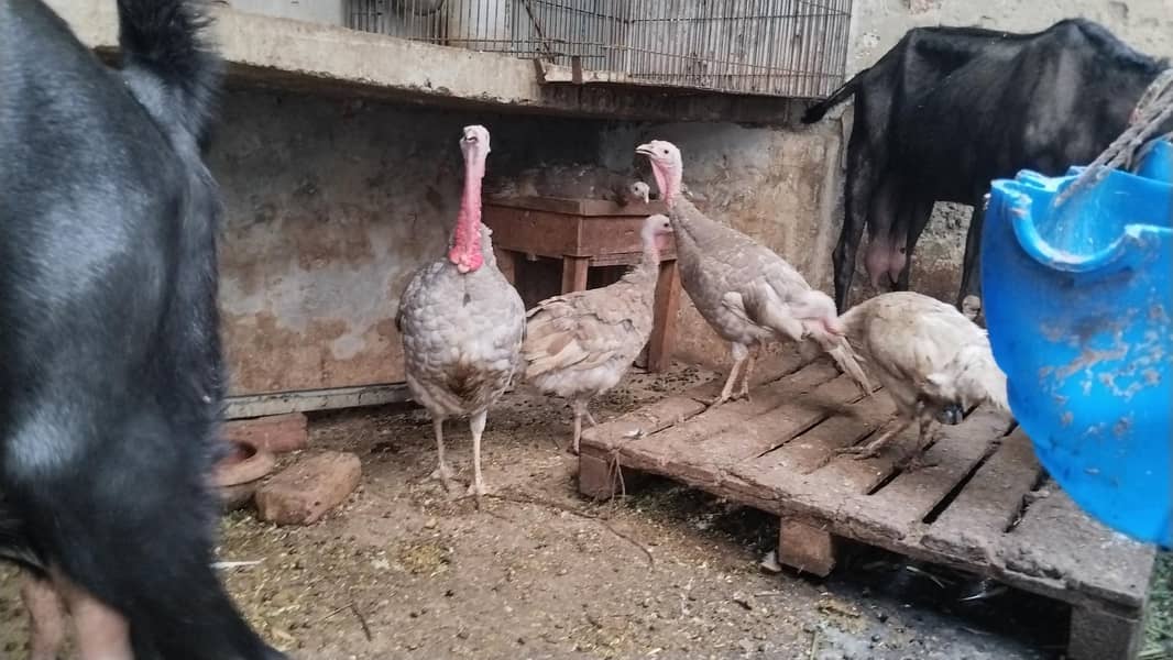 Turkey breader set 5