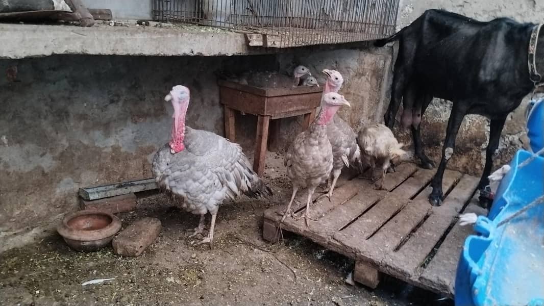Turkey breader set 6